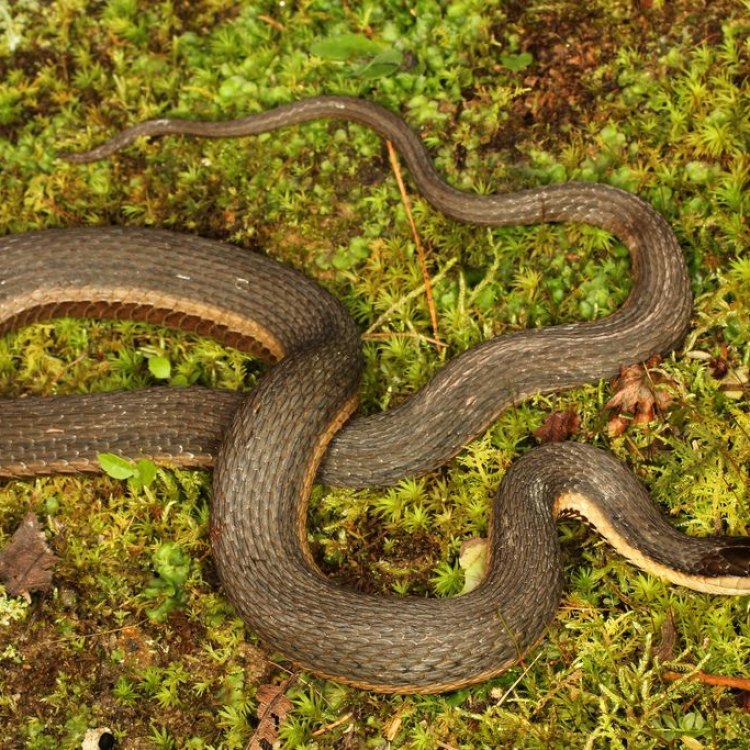 The Mysterious and Majestic Queen Snake: Exploring the Hidden Gems of Eastern United States