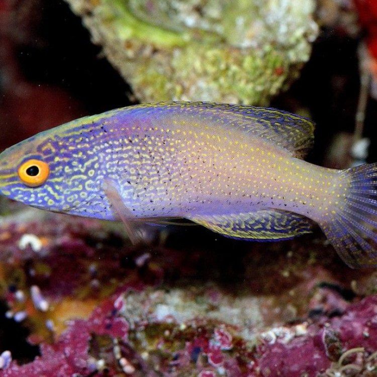 Discovering the Hidden Beauty of the Labout's Fairy Wrasse