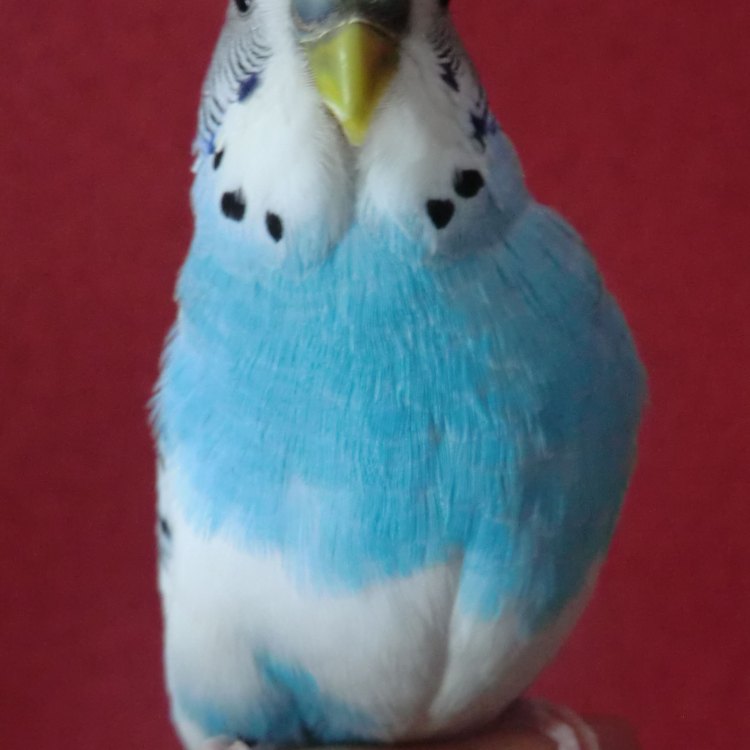 The Marvelous Budgerigar: A Colorful and Curious Bird