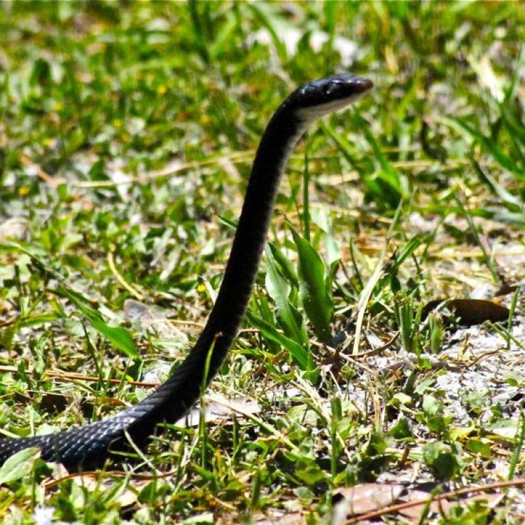 The Magnificent Southern Black Racer: A Sleek and Elusive Reptile of the Southeastern United States