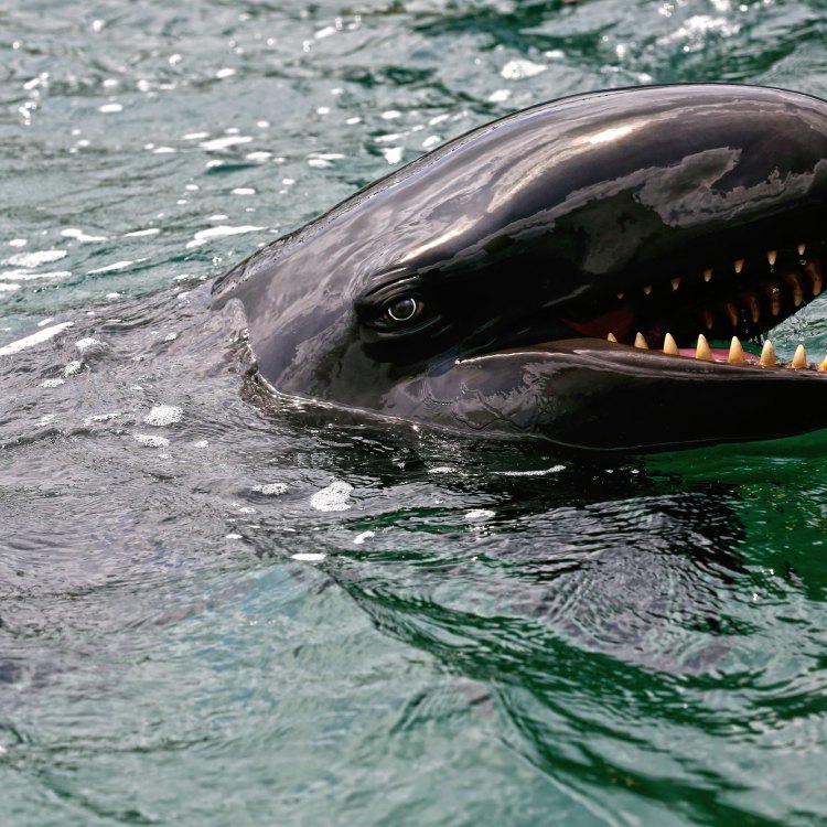 The Fascinating False Killer Whale: A Hidden Gem of the Ocean