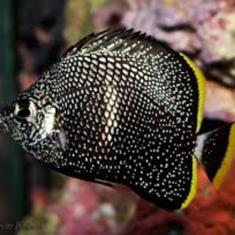 The Wrought Iron Butterflyfish: A Disc-Like Beauty of the Coral Reefs