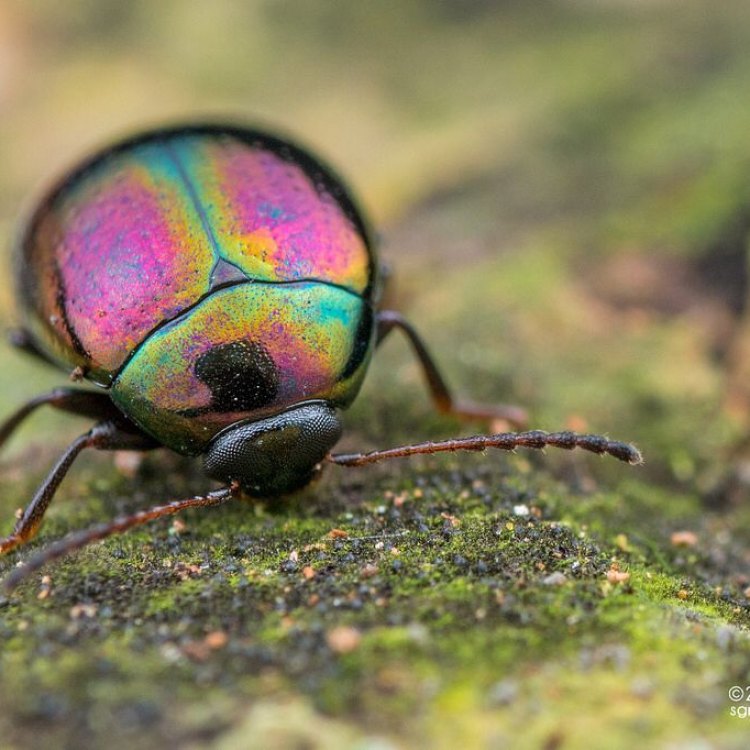 The Nocturnal Wonder: The Darkling Beetle