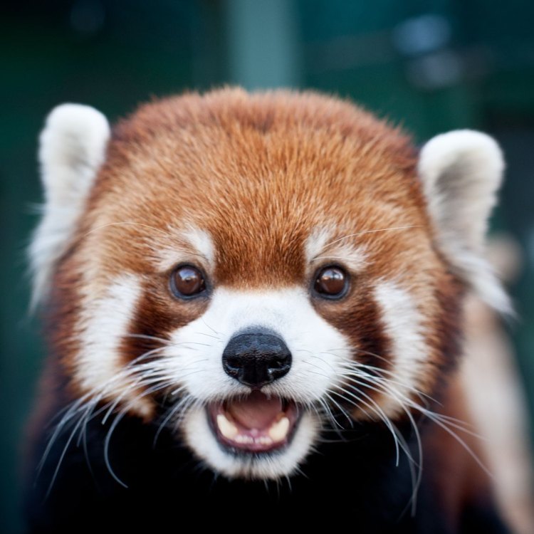 The Fascinating World of Red Pandas: A Closer Look at Nature's Cutest Carnivores