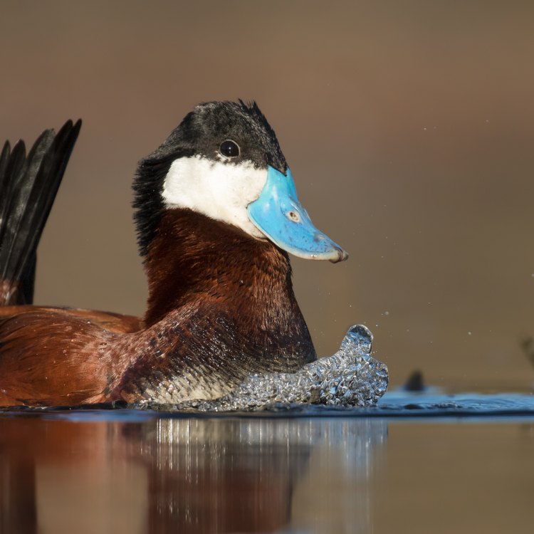 The Ruddy Duck: A small yet mighty waterfowl