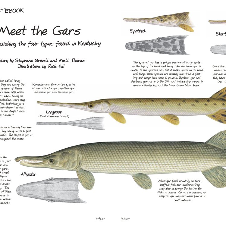 American Alligator Gar: The Long-Lived Monster of North and Central America