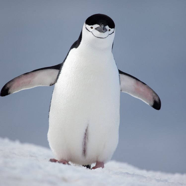The Fascinating World of the Chinstrap Penguin
