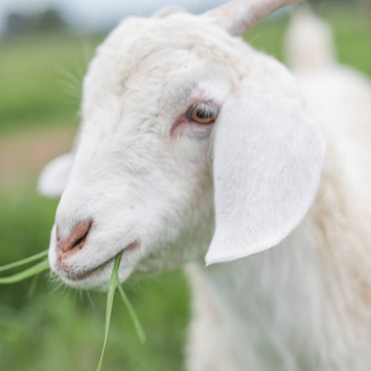 The Majestic Angora Goat: An Icon of Turkey