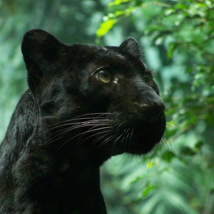 The Majestic Panther: The King of the Wild