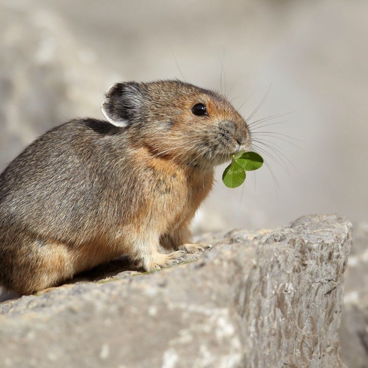 The Hardy and Adorable Pika: Meet the Small But Mighty Lagomorph