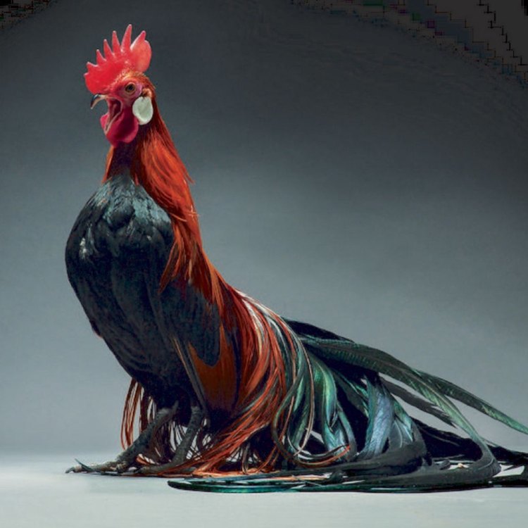 The Magnificent Onagadori Chicken: A Proud Symbol of Japan