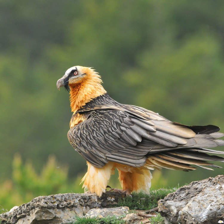 The Remarkable Bearded Vulture: A Unique Mountain Dweller