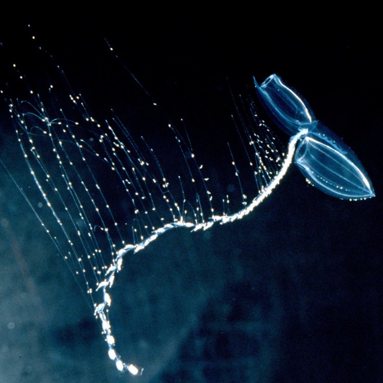 A Deep Dive into the Mysterious Giant Siphonophore