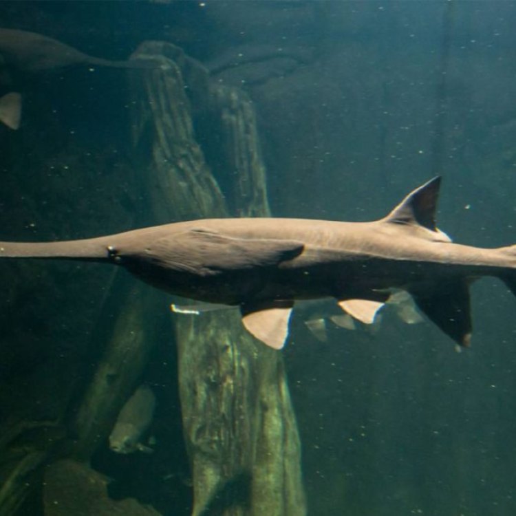 The Fascinating World of the Chinese Paddlefish: An Incredible Journey Through the Yangtze River