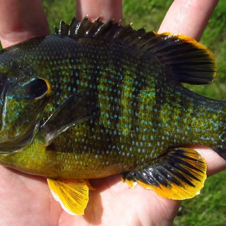 The Unique and Fascinating Green Sunfish: A Hidden Gem in North America's Freshwaters