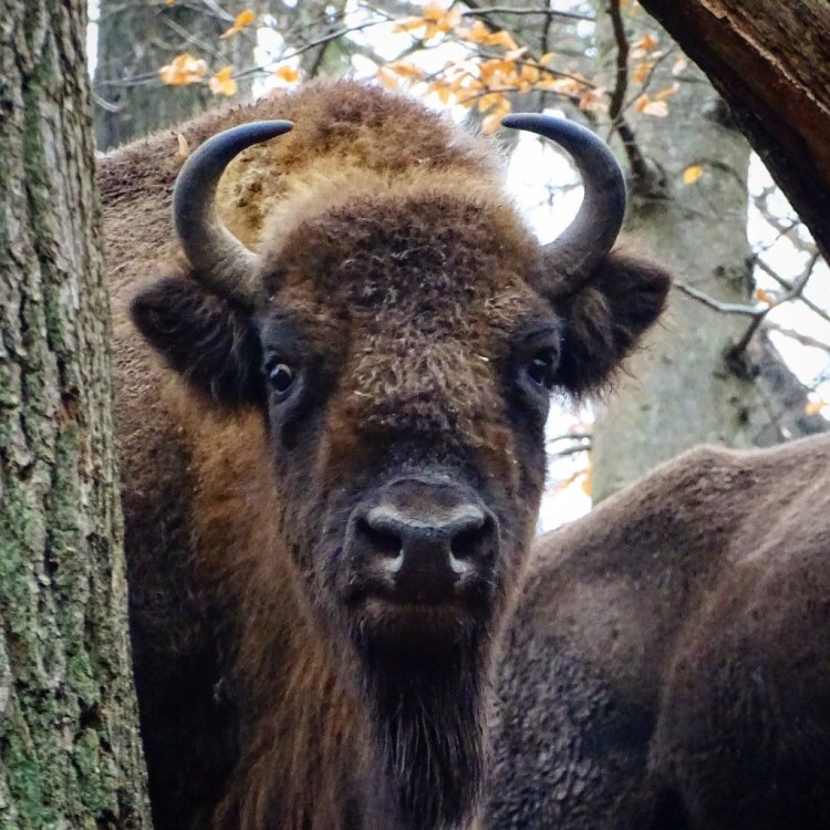 The Mighty and Majestic Wood Bison: Nature's Gift to the Great White North