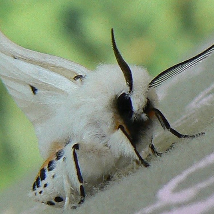 The Fascinating White Shouldered House Moth: A Closer Look at an Indoor Insect Intruder