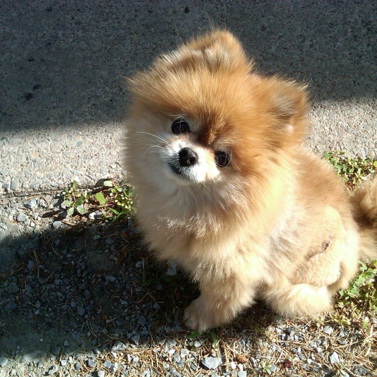 The Charm and Cuteness of Pomchis: A Lovable Hybrid of Pomeranians and Chihuahuas