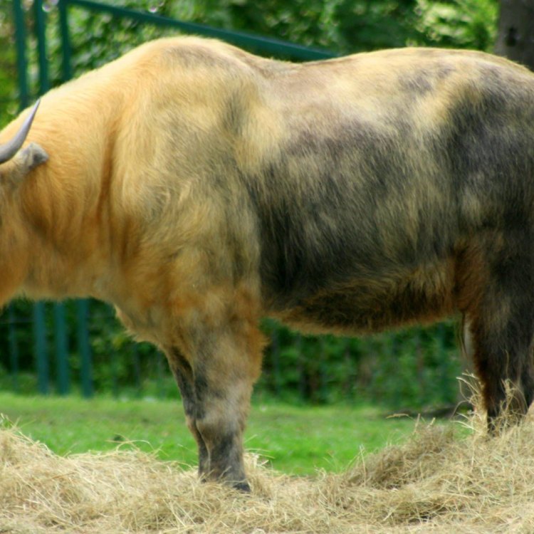 The Magnificent Takin of the Eastern Himalayas