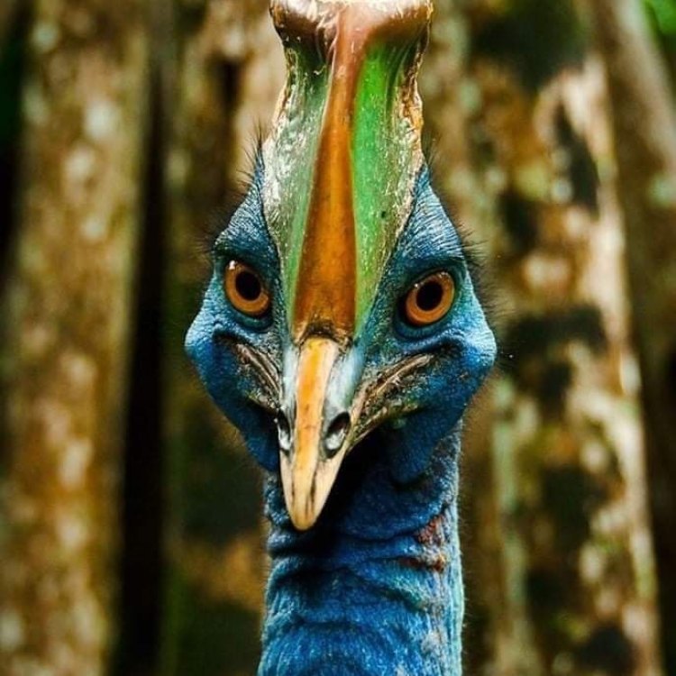 The Mighty Cassowary: A Flightless Wonder of the Tropical Rainforests