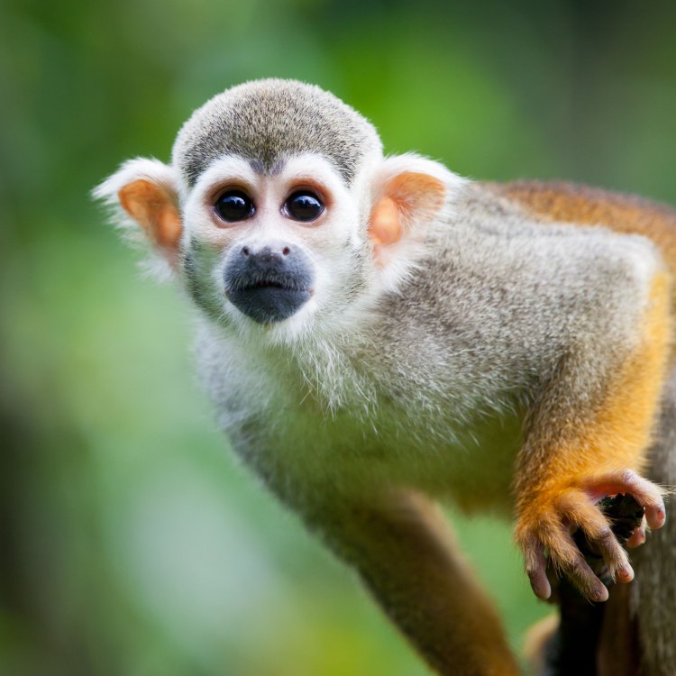 Squirrel Monkeys: Small but Mighty Primates of the Tropical Rainforests