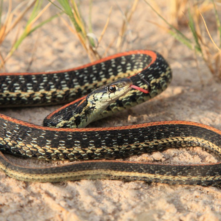 The Colorful and Misunderstood Texas Garter Snake