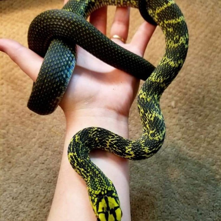 The Magnificent King Rat Snake: A Terrestrial Marvel of Southeast Asia