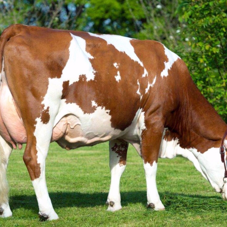Fleckvieh Cattle: A Unique Breed of Cattle with Rich History and Remarkable Characteristics