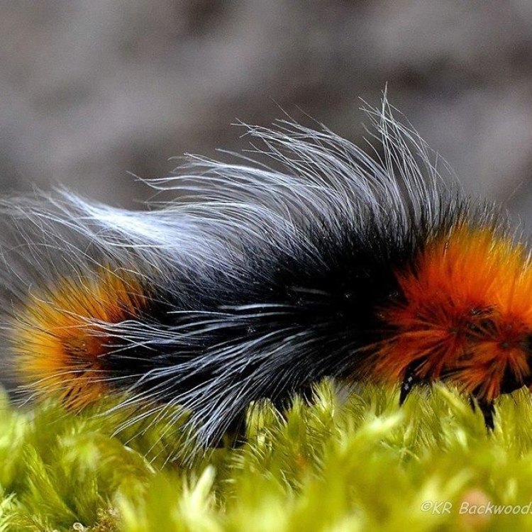 The Fascinating World of the Woolly Bear Caterpillar