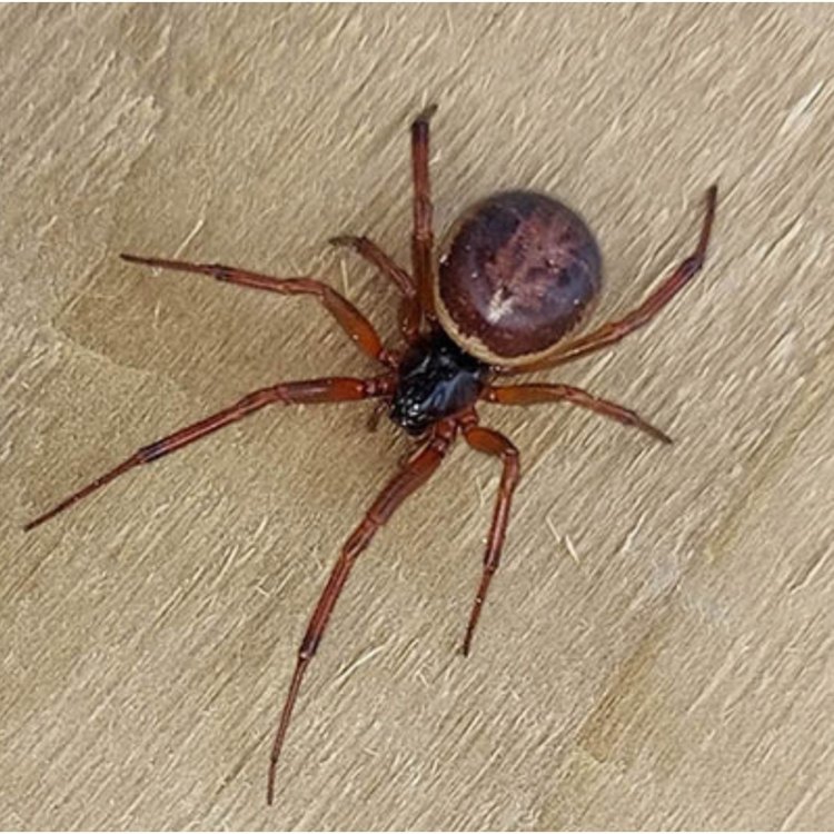 <strong>The Fascinating World of the False Widow Spider</strong>