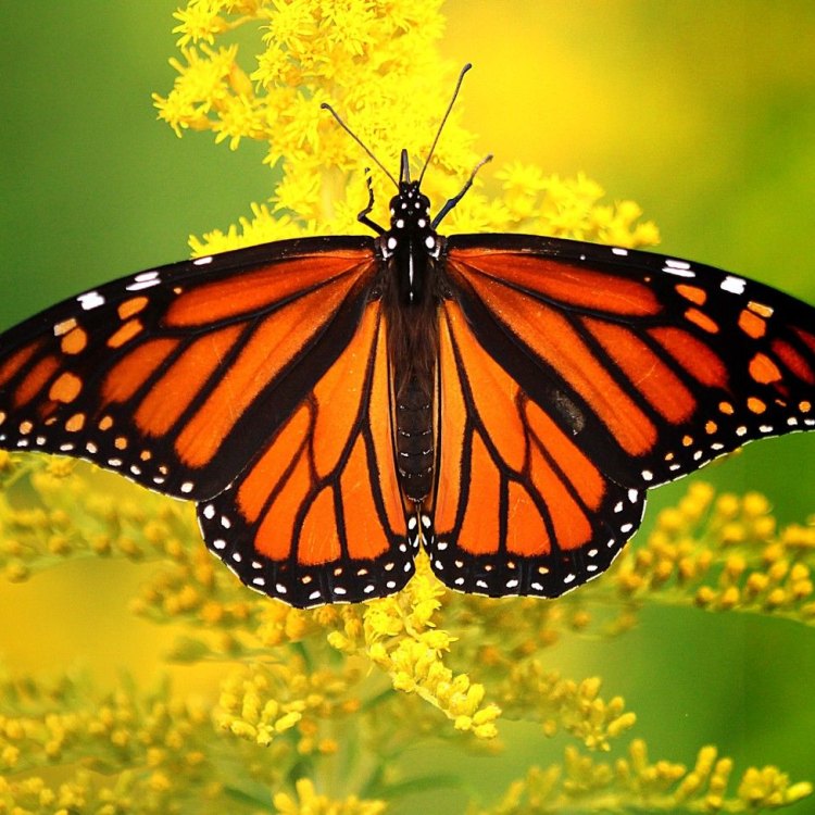 The Magnificent Monarch Butterfly: A Symbol of Transformation and Beauty