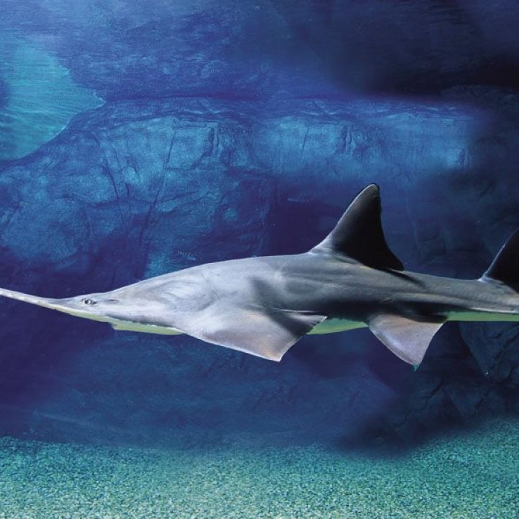 The Fascinating World of the Sawfish: An Elusive Creature of the Ocean