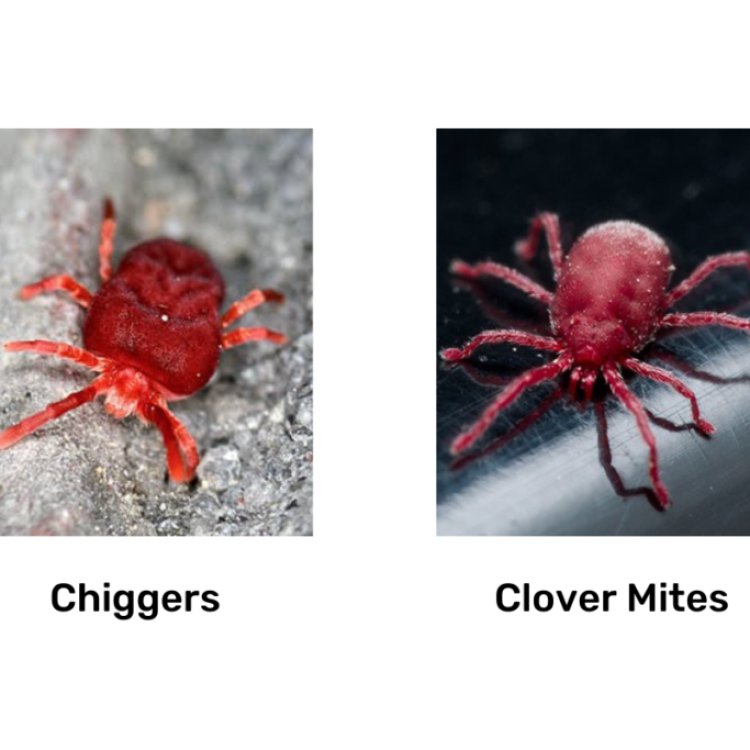 The Intriguing World of Chiggers: The Tiny Ectoparasite Living in Your Backyard