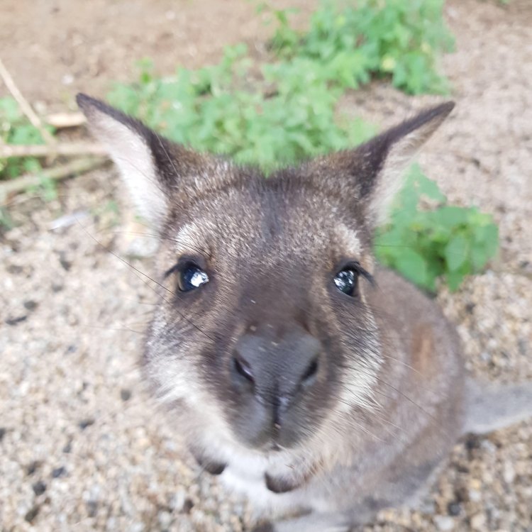 The Amazing Wallaby: A Small but Mighty Australian Marsupial