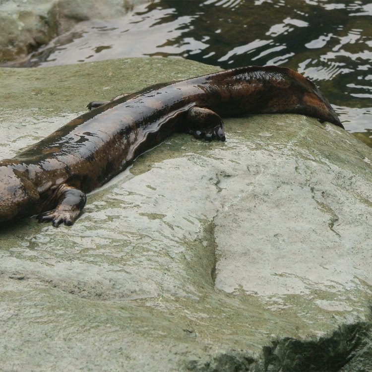 The Giant Salamander: A Magnificent Creature of Eastern Asia