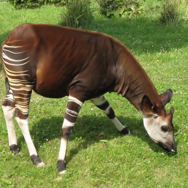 The Elusive Okapi: A Mysterious and Majestic Creature of the Rainforest