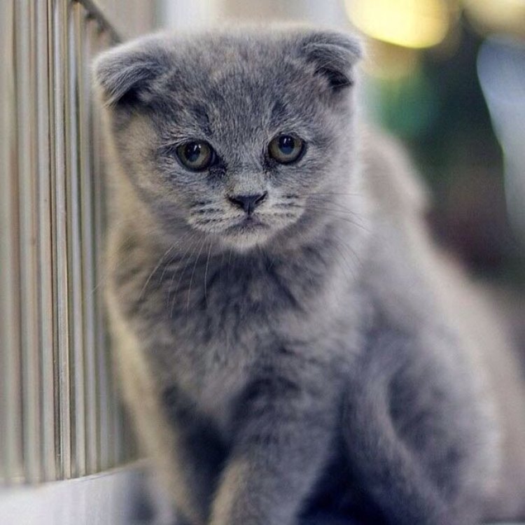 The Mysterious Scottish Fold Cat: A Unique and Adorable Feline
