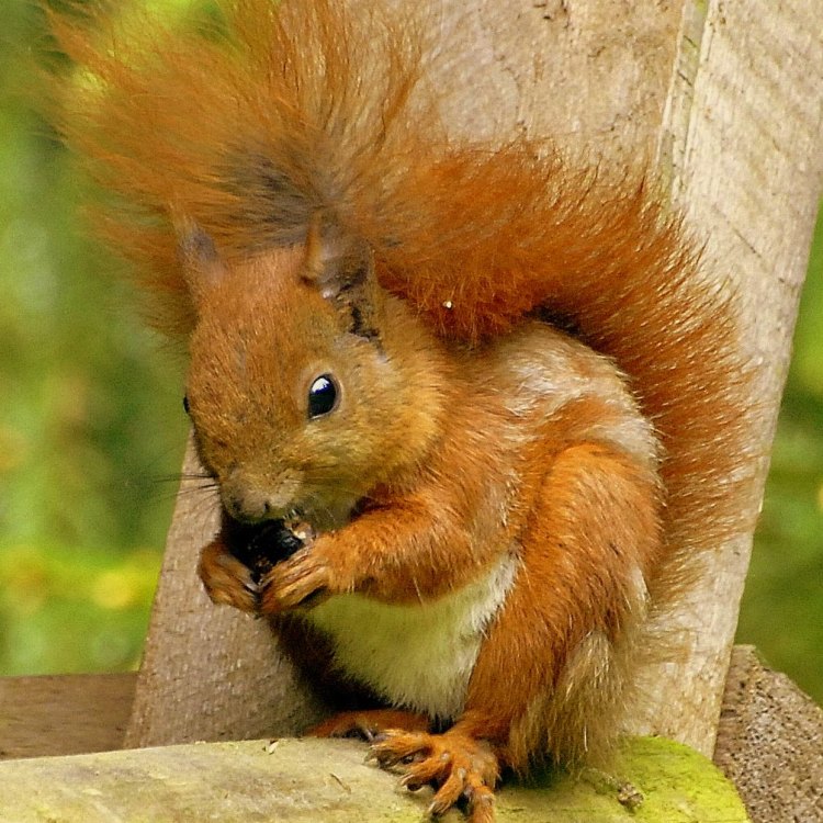 The Enchanting Red Squirrel: A Small Wonder of Eurasia