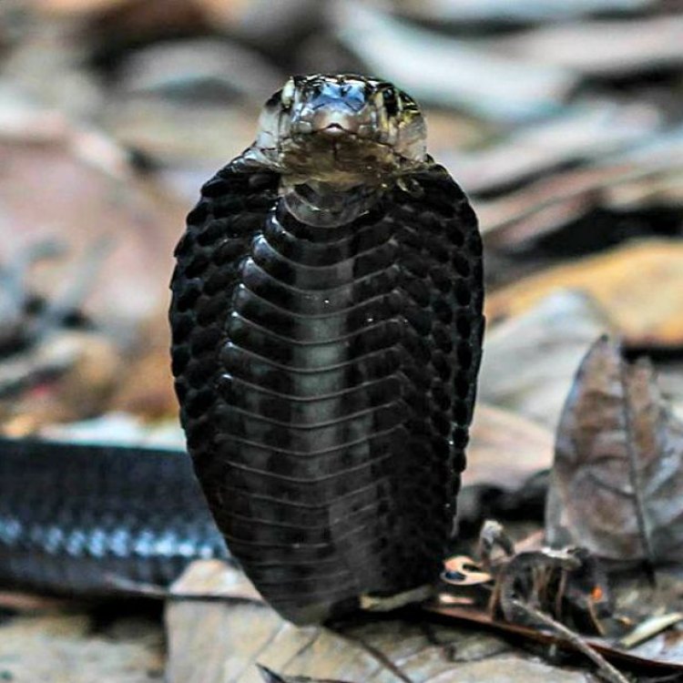The Equatorial Spitting Cobra: A Tropical Wonderland's Most Dangerous Serpent