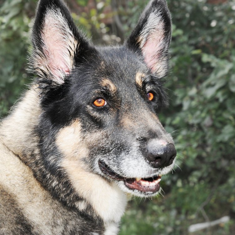 The Akita Shepherd: A Majestic and Loyal Canine Companion