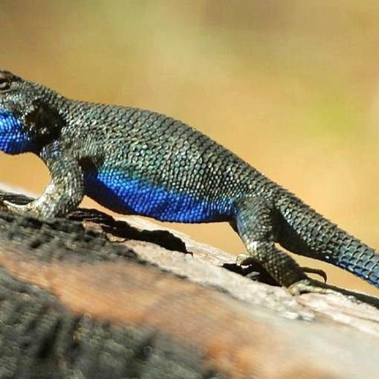 The Fascinating Blue Belly Lizard: A Master of Adaptability in the Western United States