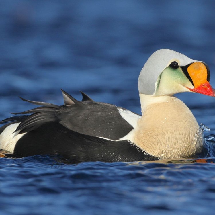 Discovering the Majestic King Eider: A Regal Duck of the Arctic