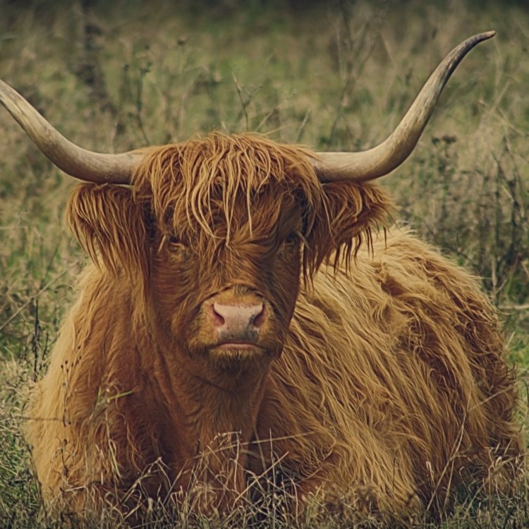 The Majestic Highland Cattle: Beauty and Strength on the Scottish Highlands