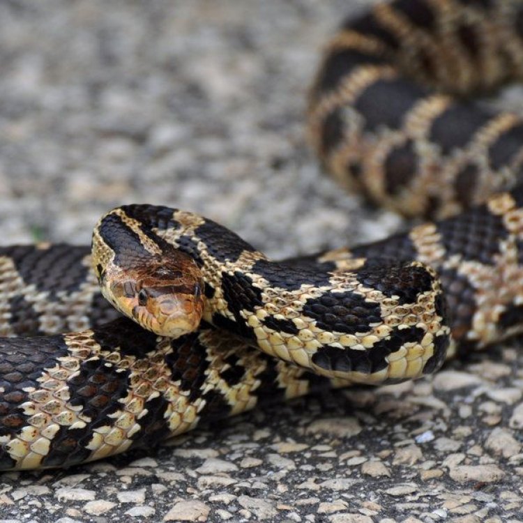 The Beautiful and Mysterious Fox Snake: A Fascinating Reptile of North America