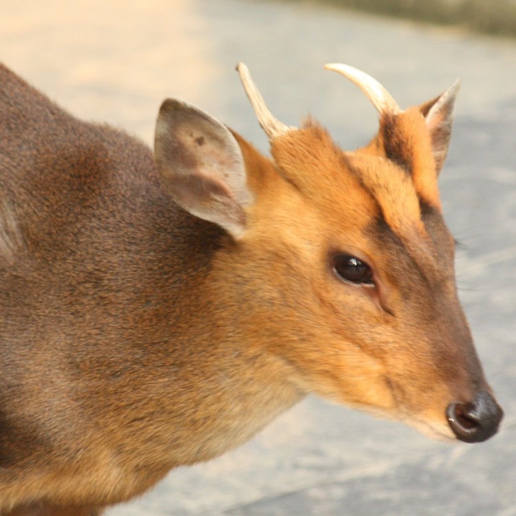 The Fascinating World of the Muntjac: Asia's Miniature Deer