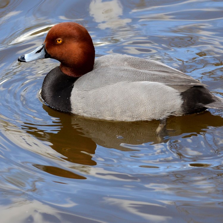 The Majestic Canvasback: A Symbol of North America's Freshwaters