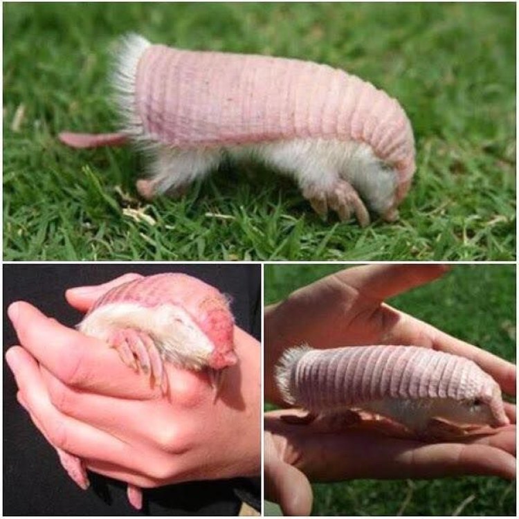 The Enchanting and Mysterious Pink Fairy Armadillo of Argentina