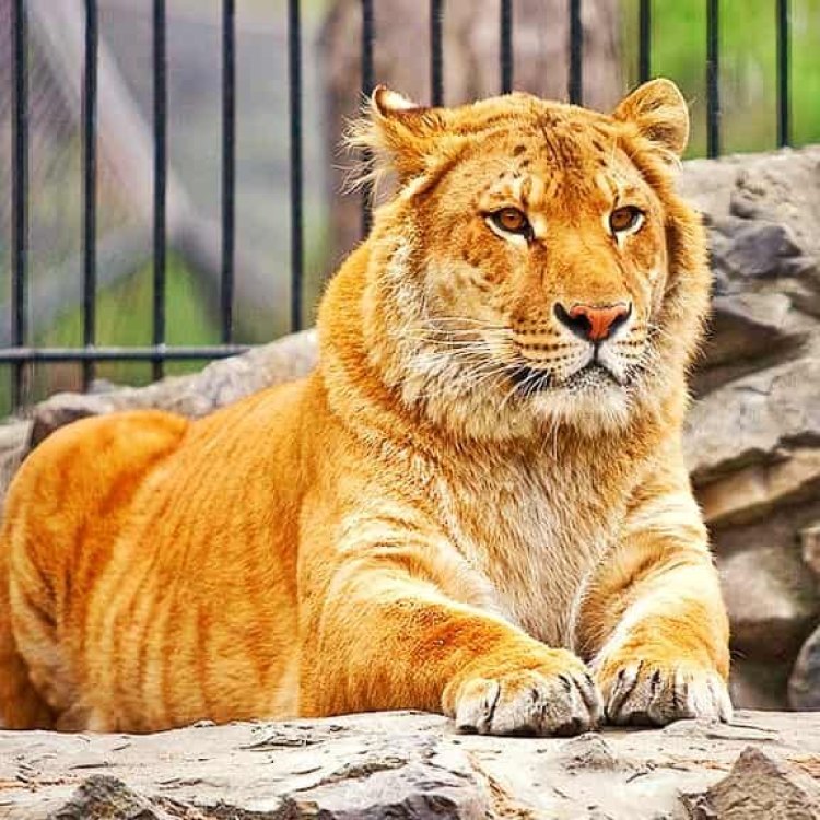 Panthera leo x Panthera tigris