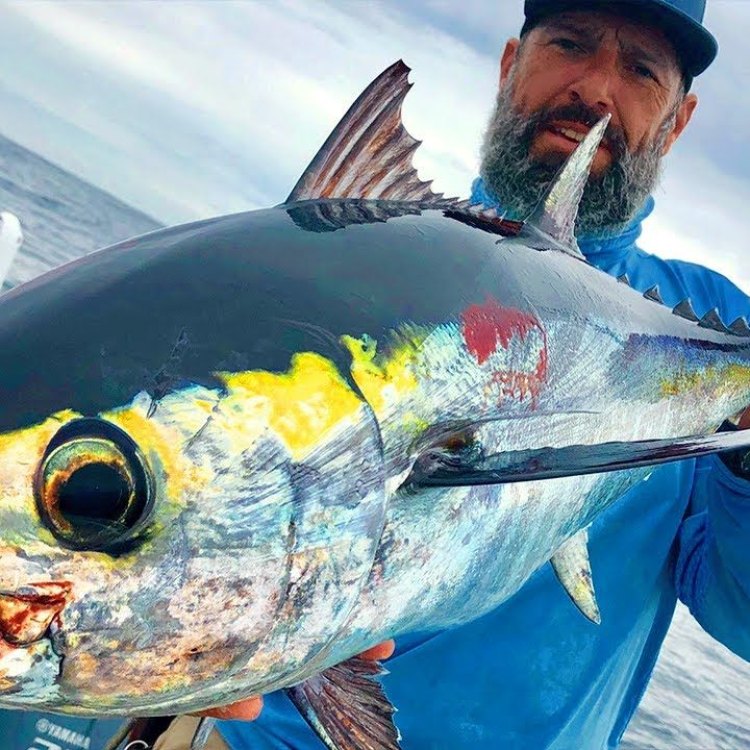 The Mighty and Mysterious Blackfin Tuna