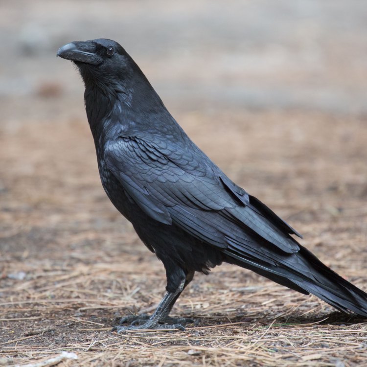 Ravens: The All-Black Birds with Intelligence and Charm